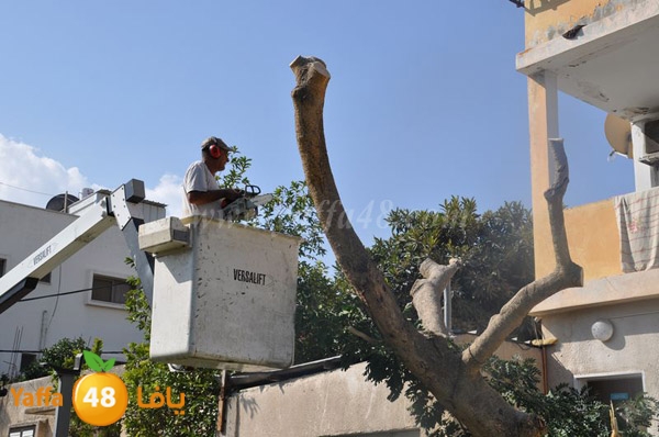 trees lud 1112 (23).JPG